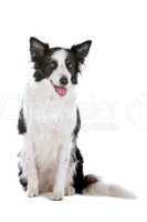 border collie sheepdog