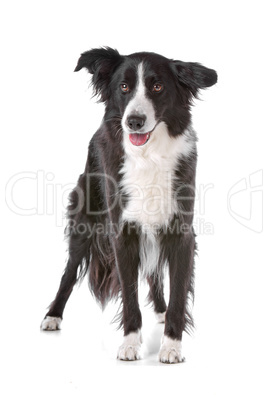 border collie sheepdog