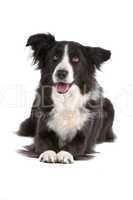 border collie sheepdog