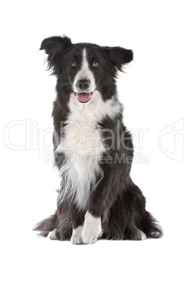 border collie sheepdog