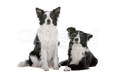 two border collie sheepdogs