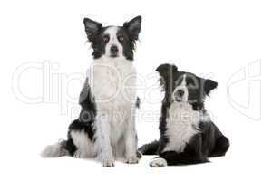 two border collie sheepdogs
