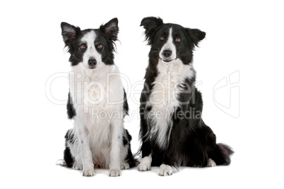 two border collie sheepdogs