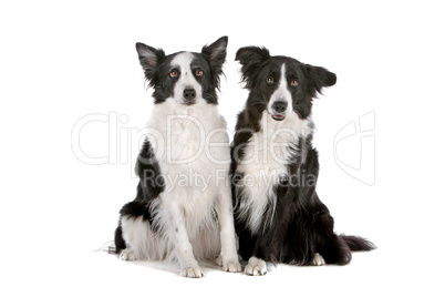 two border collie sheepdogs