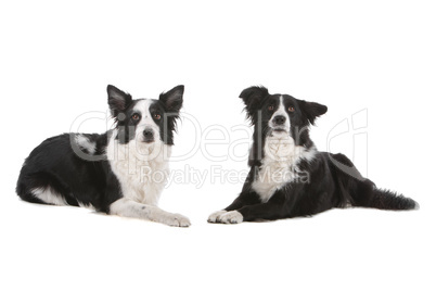 two border collie sheepdogs