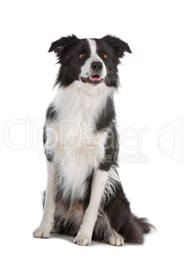 border collie sheepdog