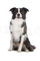 border collie sheepdog