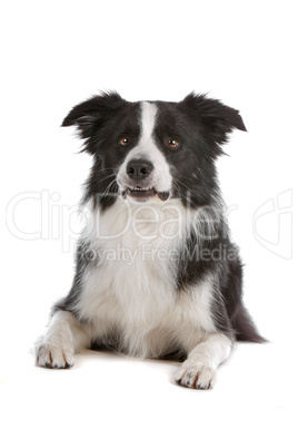 border collie sheepdog