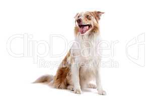 border collie sheepdog