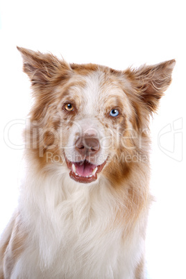 border collie sheepdog