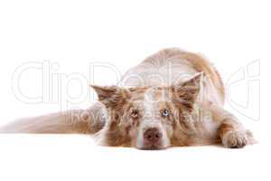 border collie sheepdog