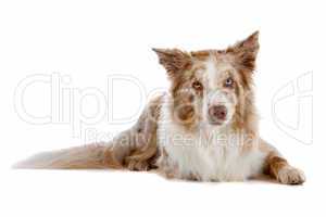 border collie sheepdog