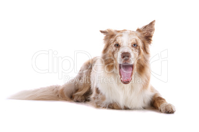 border collie sheepdog