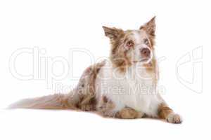 border collie sheepdog