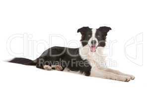 border collie sheepdog