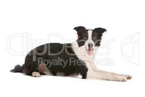 border collie sheepdog