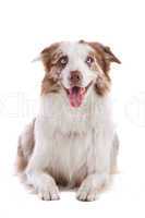 border collie sheepdog