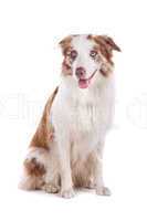 border collie sheepdog