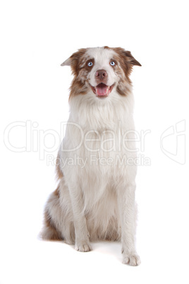 border collie sheepdog