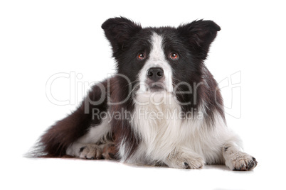 border collie sheepdog