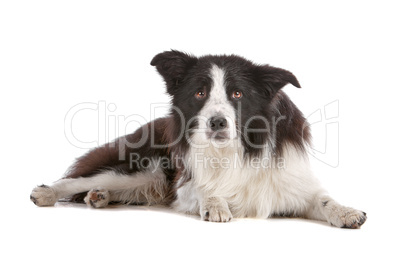 border collie sheepdog