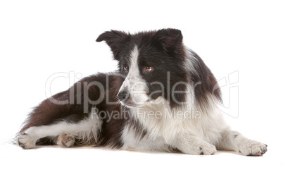 border collie sheepdog