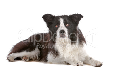 border collie sheepdog