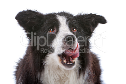 border collie sheepdog