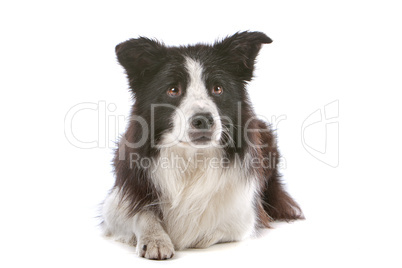 border collie sheepdog