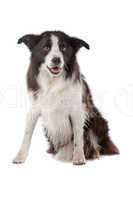 border collie sheepdog