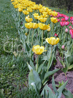 red and yellow tulip at spring