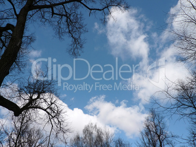 naked tree and sky