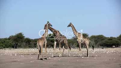 Giraffen in Action