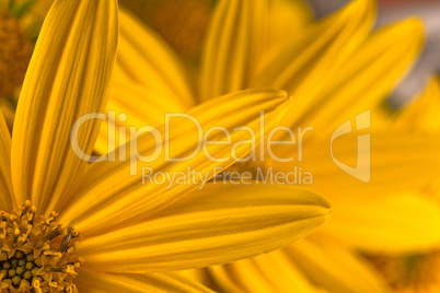 Gelbe Blütenblätter mit Stempel