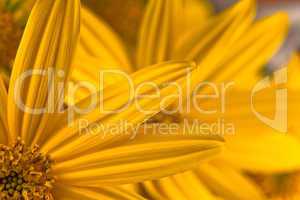 Gelbe Blütenblätter mit Stempel