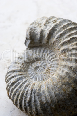 Close Up Of Spiral Shaped Seashell