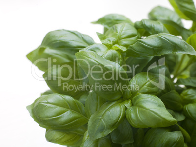 Bunch Of Fresh Basil