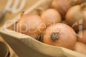 Onions In Wooden Trug