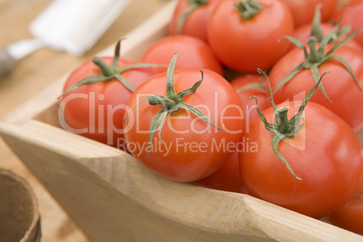 Red Tomatoes In A Wooden Trug