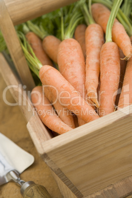 Carrots In A Wooden Trug