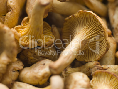 Fresh Girolle Mushrooms