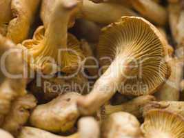 Fresh Girolle Mushrooms