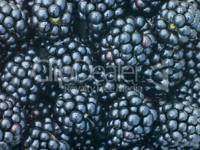 Fresh Blackberries