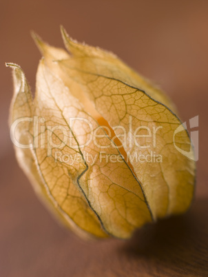 Physalis