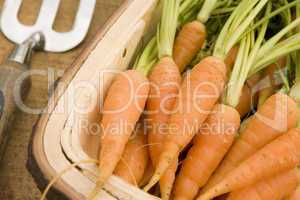 Carrots In A Wooden Trug