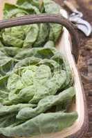 Cabbages In Wooden Trug