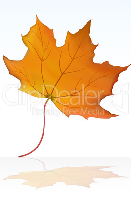 maple leaf