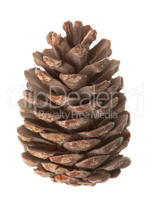 Pine cone