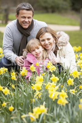 Family Group In Daffodils