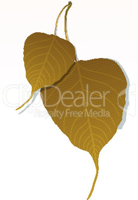 peepal leaf